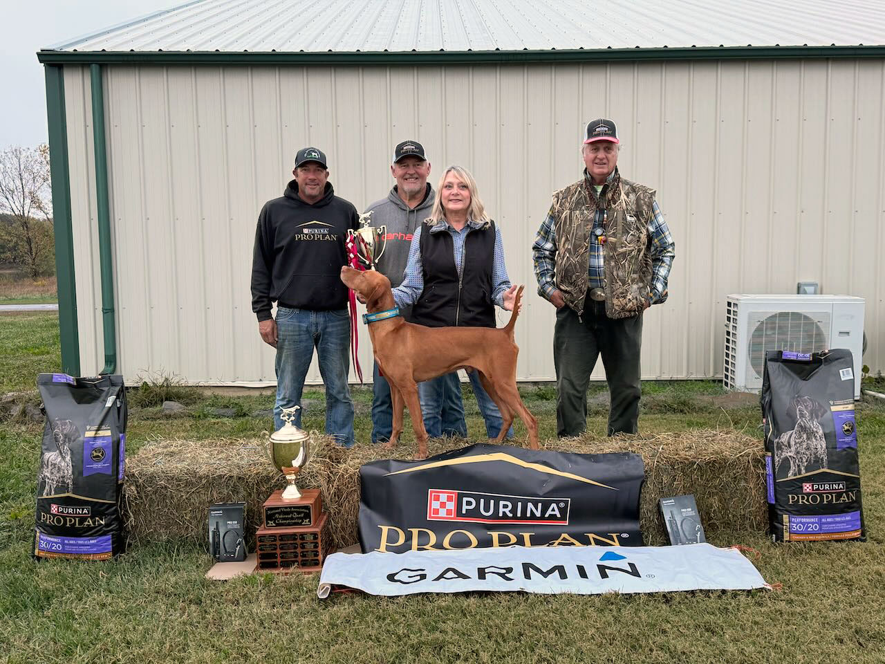 Vizsla pointing in field competition
