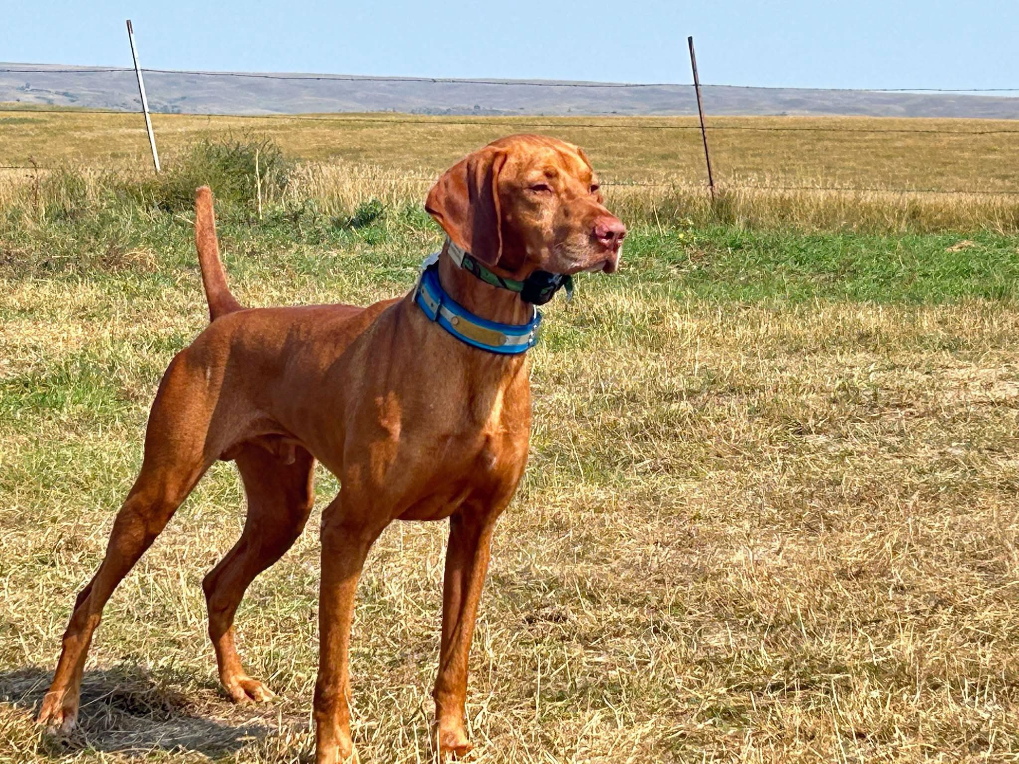 Wyatt - CH RU-NCH CK Ginger's Cowboy Wyatt, Vizsla stud dog in Kentucky